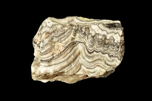 Piedra preciosa áspera de curación de chakra raíz natural de ónix cebra 4" 2 lb - Imagen 1 de 5