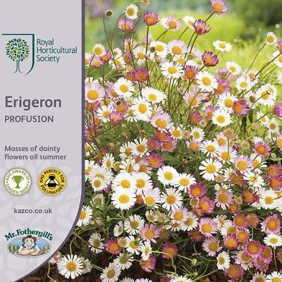 Erigeron Karvinskianus Seed RHS Mr Fothergill's 250 Flower Seeds UK DELIVERY INC - Image 1 of 4