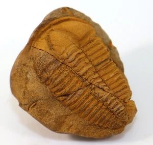 Trilobit, Conocoryphe cf. languedocensis, Kambrium, Jince, Tschechische Rep-c909 - Picture 1 of 3