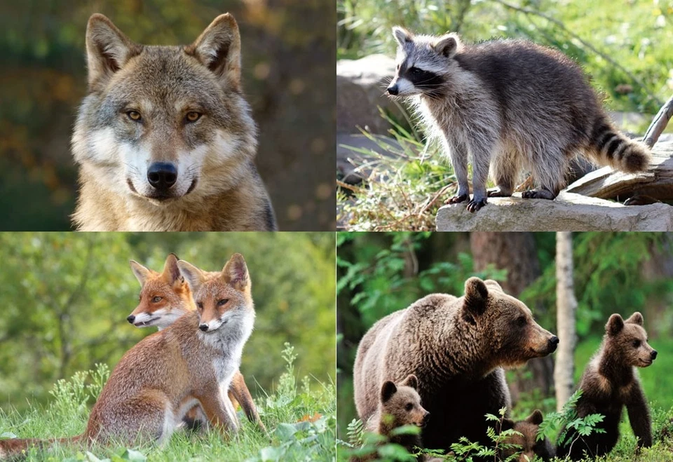 3 D Ansichtskarte Waldtiere Postkarte Wackelkarte Hologrammkarte Bild Tier Tiere - Bild 1 von 1