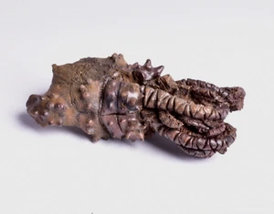 CRINOID FOSSIL , CALCEOLISPONGIA, PERMIAN, WESTERN AUSTRALIA CR08 - Bild 1 von 10