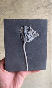 Natural Scale Hairy Sea Lily Elegants Sea Lily Silurian Devonian 18*15CM - Picture 1 of 6