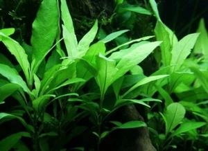 Hygrophila Angustifolia Corymbosa - Freshwater Live Plants  SUPER PRICE!!!!!! - Picture 1 of 3