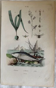 Incision Tuna Thon E.Guerin 1839 Ittiologia Fishes - Picture 1 of 1
