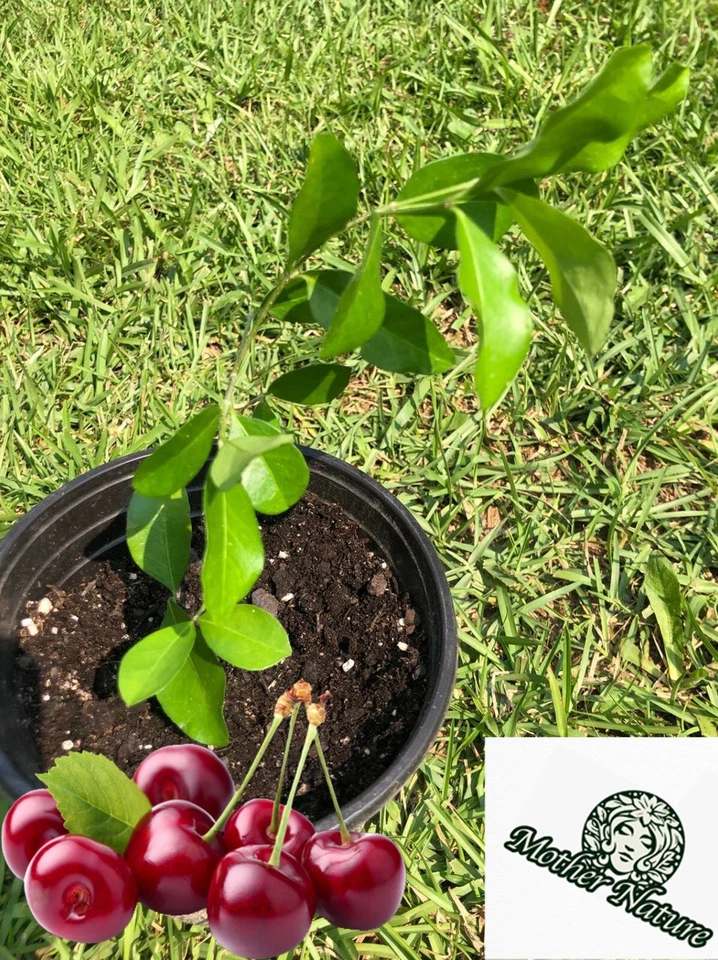 Cherry Tree | Size: 6-12 inch | Variety : Barbados Cherry (Acerola Cherry) Tree - Image 1 of 2
