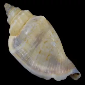 STROMBUS (Canario) URCEUS (Negros Isla., Filipinas) 35.9mm #47295 - Imagen 1 de 4