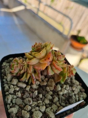 ECHEVERIA ROLLY VASO 10 FOTO REALE SUCCULENTA PIANTA GRASSA RADICATA - Immagine 1 di 4