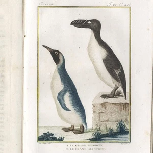 1800, BUFFON, SONNINI, DE SÈVE: OISEAUX Vol. 26, 13 Bird Engravings! (Great Awk) - Picture 1 of 8