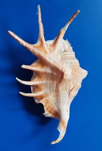 Sea shell Lambis lambis 138mm,gem, amazing form claws, EXCEPTIONAL - Picture 1 of 6