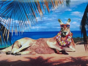 Känguru am Strand Älter werden erfordert wenig Aufwand" AVANTI GEBURTSTAGSKARTE - Bild 1 von 2