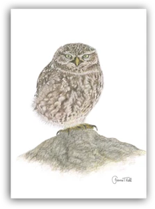 BIGLIETTO AUGURI FAUNA SELVATICA PICCOLO GUFO - Stampa da disegno originale di Joanne T Kell - Foto 1 di 2