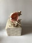 Vintage Music Box With Coral/shells.
