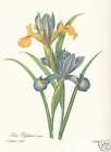 Iris - Iris Xiphium Facsimile Publisher Redoute 1833