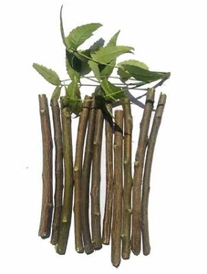 Natural Organic Nim Tree Twigs Chew Sticks for Brushing Teeth Removes Bad Breath - Picture 1 of 5