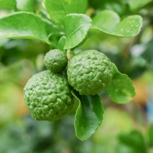 Citrus 'Kaffir Lime' Tree 70-90cm tall (4L pot) - Picture 1 of 6
