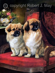 Tibetan Spaniel Limited Edition Print by Robert May - Bild 1 von 1