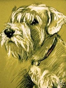 Lucy Dawson 1946 SEALYHAM TERRIER Hund Kunstdruck mattiert - Bild 1 von 4