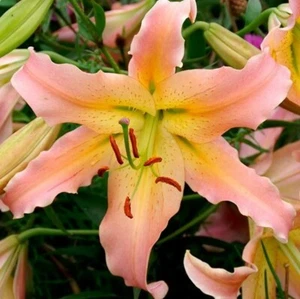 ELUSIVE TREE LILY FLOWER BULBS HARDY GROWS 5-7 FEET TALL GIANT FRAGRANT BLOOMS!! - Picture 1 of 5