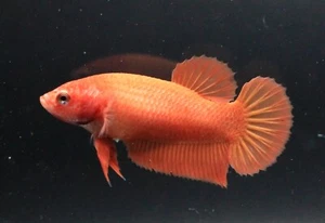 Live Betta Fish Pet Fancy Plakad Super Orange Female Girl Breed Aqua Home Decor - Picture 1 of 24
