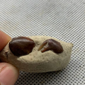 Jurassic Period Perfect Crab Fossil Dinosaur Age - Picture 1 of 8