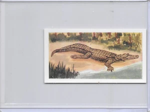 1954 Crocodile Neilson's Chocolate Interesting Animals Card #39 - Picture 1 of 2