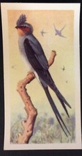 (A06) BROOKE BOND TEA CARD “TROPICAL BIRDS” No 38 Indian Crested Swift