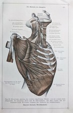 1911 Deutsche Anatomie Aufdruck Saverable Muscle Rechts Seite Schulter Klinge