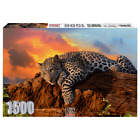 Sun Set Leopard 1500 Piece Jigsaw Puzzle | Majestic Young Leopard