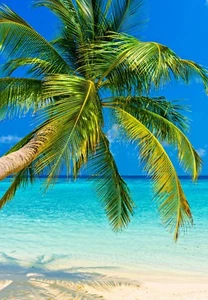 XXL Poster 100 x 70cm Palme am Strand Wasser türkis und blauer Himmel (S-851) - Bild 1 von 1