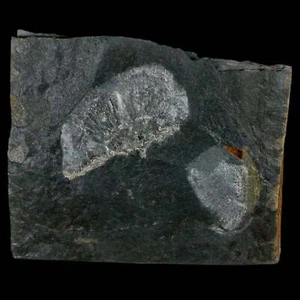 Braquiópodo fósil Paralenorthis Sp de 2,6" en matriz formación Valongo Arouca - Imagen 1 de 6