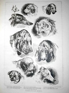 DOGS; 9 sketches by Louis Wain Kennel Club Dog Show; 1888,such as Bloodhound,etc - Picture 1 of 1