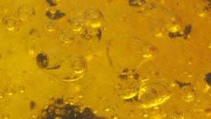 Water Bubbles Enhydros with Moving Air Ants and Flies in Dominican Amber Fossil - Picture 1 of 22