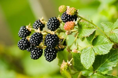 25 TRAILING BLACKBERRY Pacific Rubus Ursinus Vining Shrub Fruit Berry Seeds - Image 1 of 4