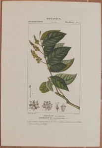 Turpin Botanica Plant Omalio Racemoso Homalium Racemosum Wood De Hêtre 1831 - Picture 1 of 1