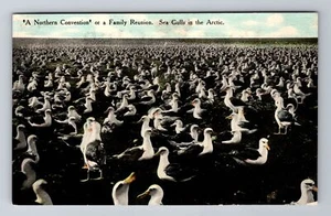 Sea Gulls In The Artic, Birds, Animals, Antique, Vintage c1912 Souvenir Postcard - Imagen 1 de 2