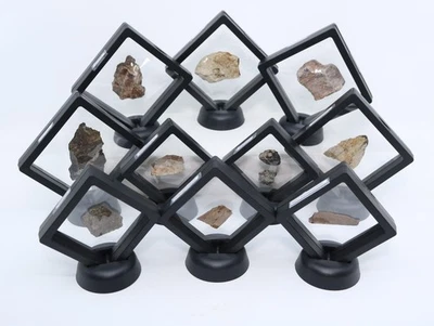 10 different Dinosaur Fossils T rex Stegosaurus Allosaurus Iguanodon &c COA 7224 - Image 1 of 4