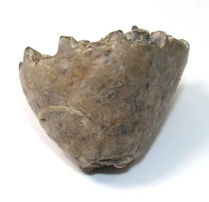 Crinoide, Eucalyptocrinites crassus, Silur, St. Paul, Indiana, USA -eb9957 - Picture 1 of 9