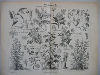 Planche Botanique (2) , Vieux Papier, Estampe, gravure, Imprimerie, DECO. - Photo 1/4
