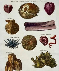 1785 Shells, urchins, conch, marine life, folio, hand coloured - Picture 1 of 5