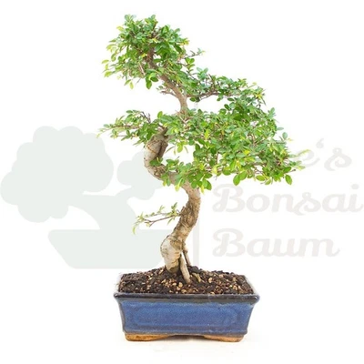 BONSAI Chinesische Ulme 'Zelkova parvifolia' Pflegeleicht & Anfängergeeignet - Bild 1 von 4