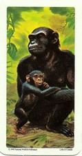 RED ROSE TEA CARD, SERIES: ANIMALS AND THEIR YOUNG, CHIMPANZEE