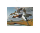 Rhode Island  #1 1989 State Duck Stamp Print Canvasbacks By Robert Steiner Med