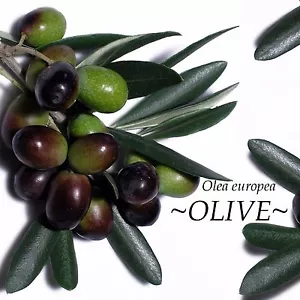 ~Olive Tree~ ANCIENT TREE Olea europaea to 10°F Zone 8 Arbequina LIVE Potd PLANT - Picture 1 of 12