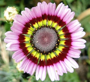 Painted Mix Daisy Flower Seeds | Ring Blanket Sunflower Sun Flower Seed 2024NEW - Picture 1 of 8