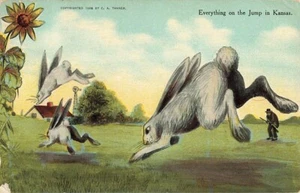 Postcard Everything on the Jump in Kansas Exaggeration Rabbits Hopping 1908 - Picture 1 of 3