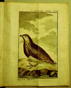 1788 BUFFON_VÖGEL_VÖGEL:Maluinische.Wachtel.TavCLI. - Bild 1 von 1