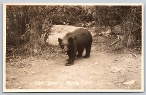 AK Braunbär 590 Byron Harmon RPPC C345 - Bild 1 von 2