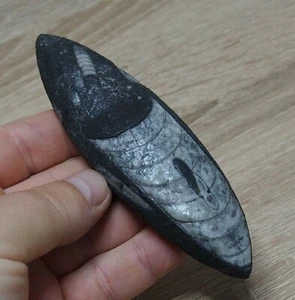 Orthoceras 132mm polished Decoration Cephalopod Fossil Devonian Fossils - Picture 1 of 5