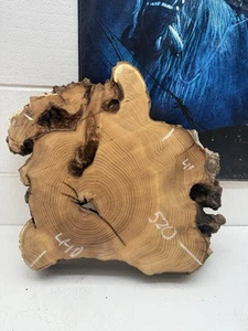 live edge acacia slice 520-440-80mm Kiln Dried - Picture 1 of 7