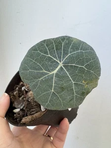 Stephania Nova - Stephania kaweesaki Succulent Bulb Only ~2” - Picture 1 of 6